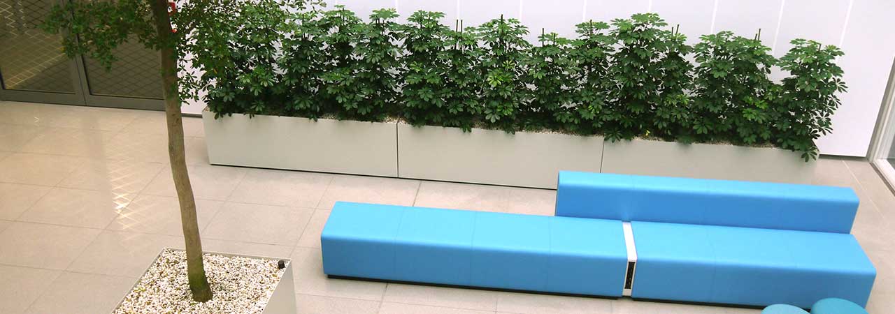 Foyer Atrium Baum Zimmerpflanze Innenbegrünung, akzente raumbegrünug