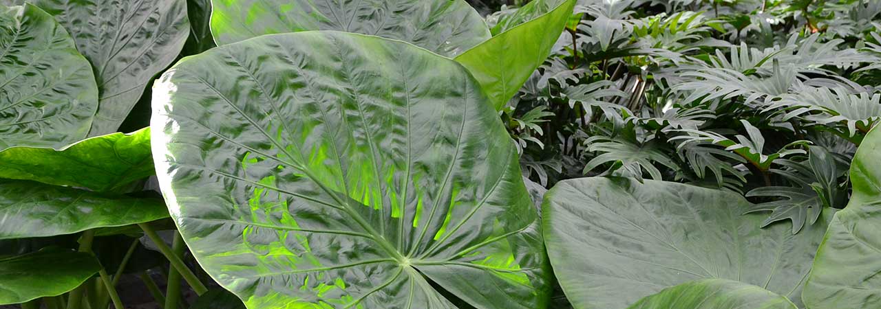 Innenraumbegrünung Alocasia, akzente raumbegrünung