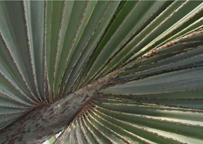 Bismarckia nobilis