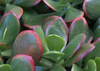 Crassula ovata