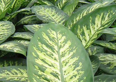 Dieffenbachia