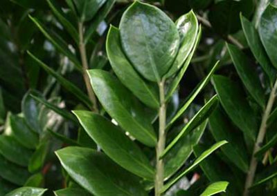 Zamioculcas