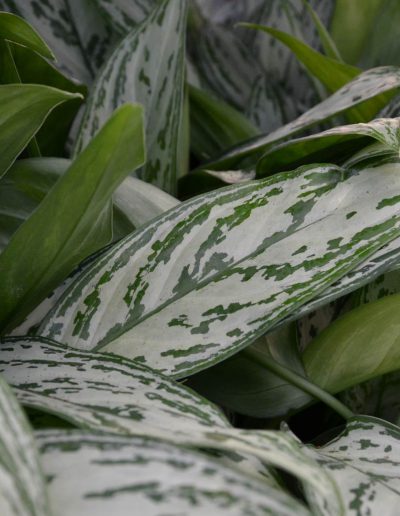 Die Aglaonema als Spezialist für Bürobegrünung