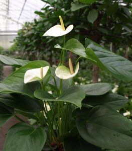 Anthurium ist eine Büropflanze mit der Eigenschaft als Luftreiniger.