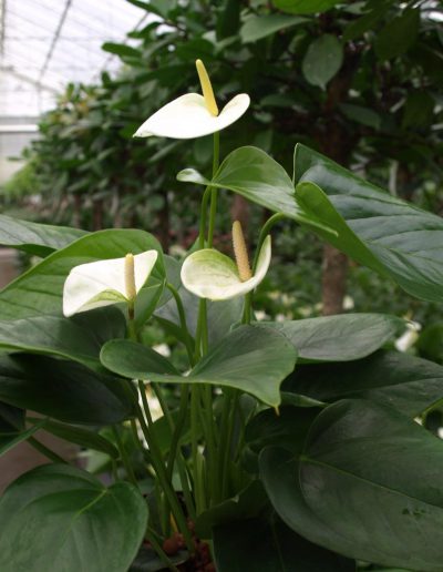 Anthurium ist eine Büropflanze mit der Eigenschaft als Luftreiniger.