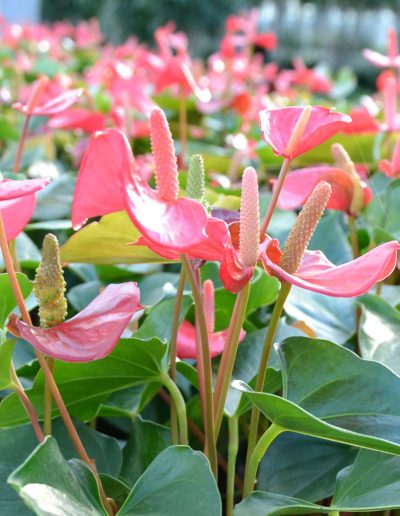 Anthurium ist eine blühende Büropflanze.