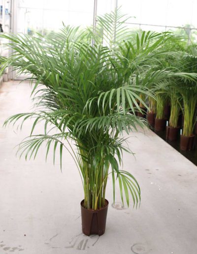 Die Areca Palme ist eine luftreinigende Pflanze im Büro.