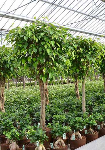 Pflanzen am Arbeitsplatz Ficus, akzente raumbegrünung