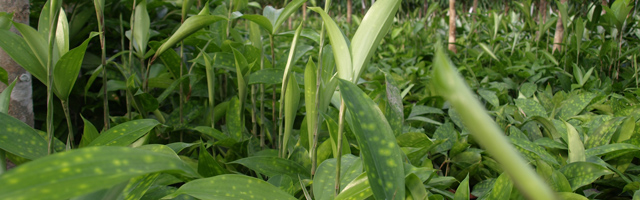 Philodendron Scandens, akzente raumbegrünung