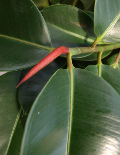 Ficus als Büropflanze