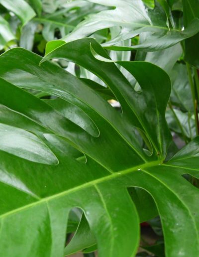 Philodendron ist eine beliebte Büropflanze.