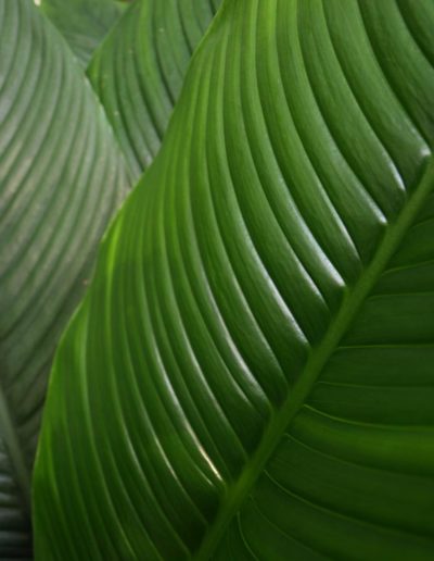 Spathiphyllum als Büropflanze