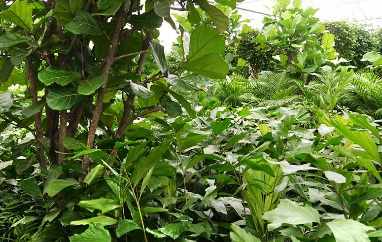Planzen Machen Gluecklich Startseite Cissus Ellen Danica