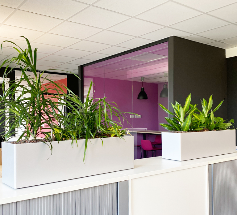 Bürobegrünung Pflanzenwand als Raumtrenner, akzente raumbegrünung