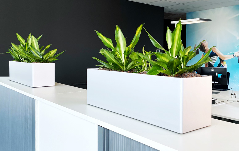 Pflanzen Im Sideboard, bepflanzte Möbel, akzente raumbegrünug