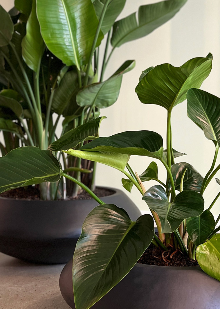 Officebegrünung Strelitzia