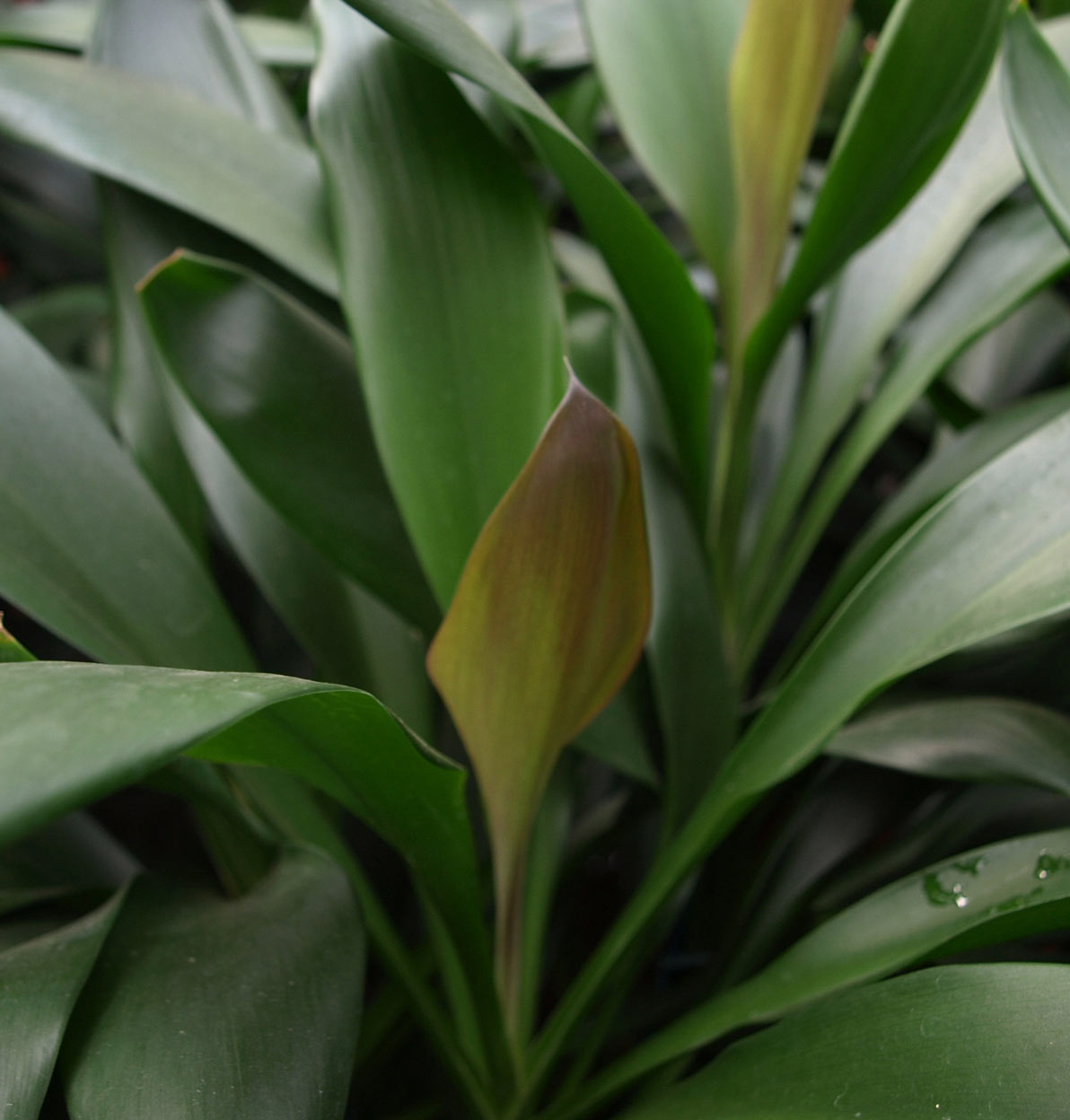 Cordyline Innenraumbegrünung Pflanze Cordyline im Raumteiler