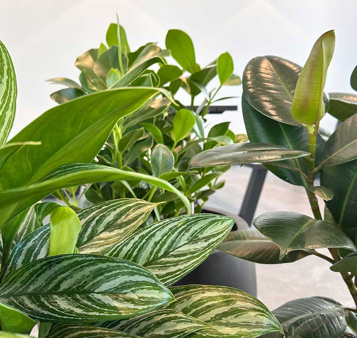 Hotel Innenraumbegrünung